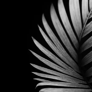 trnnstudio Template Loader Image
